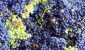 Cover des 1. Online-Weinkurs: Von der Rebe in die Flasche
